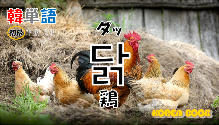 韓国語単語「닭」を解説