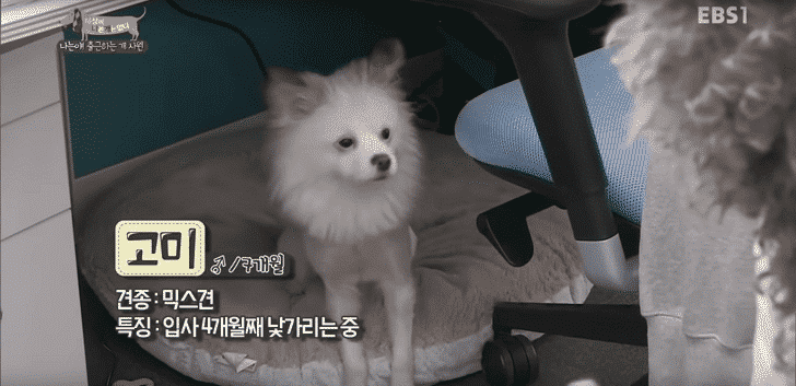 「ミックス犬7か月|コミ」