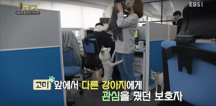 コミの飼い主が他の犬をかわいがることで、コミの警戒心を刺激